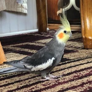 Meet your Posher, Hector